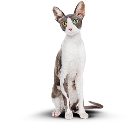 Борис после замены корма на Cat Energy Slim