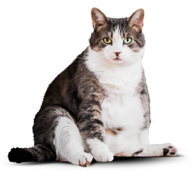 Борис до замены корма на Cat Energy Slim